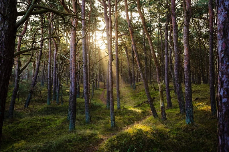 Nature Walks Image